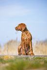 Rhodesian Ridgeback puppy