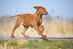 Rhodesian Ridgeback puppy