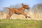 Rhodesian Ridgeback puppy