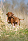 Rhodesian Ridgeback puppy