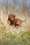 Rhodesian Ridgeback puppy