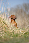 Rhodesian Ridgeback puppy