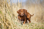Rhodesian Ridgeback puppy