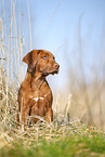 Rhodesian Ridgeback puppy