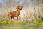 Rhodesian Ridgeback puppy