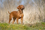 Rhodesian Ridgeback puppy