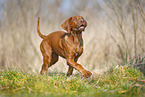 Rhodesian Ridgeback puppy