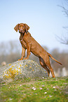 Rhodesian Ridgeback puppy
