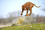 Rhodesian Ridgeback puppy
