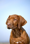 Rhodesian Ridgeback puppy