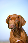 Rhodesian Ridgeback puppy