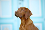 Rhodesian Ridgeback puppy