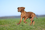 Rhodesian Ridgeback puppy