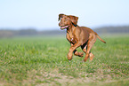Rhodesian Ridgeback puppy