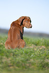Rhodesian Ridgeback puppy
