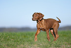 Rhodesian Ridgeback puppy