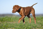 Rhodesian Ridgeback puppy