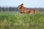 Rhodesian Ridgeback puppy