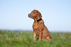 Rhodesian Ridgeback puppy