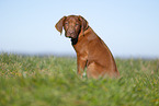 Rhodesian Ridgeback puppy