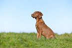 Rhodesian Ridgeback puppy