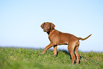 Rhodesian Ridgeback puppy