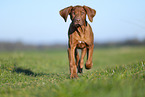 Rhodesian Ridgeback puppy