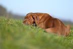 Rhodesian Ridgeback puppy