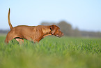 Rhodesian Ridgeback puppy
