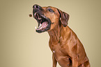 Rhodesian Ridgeback
