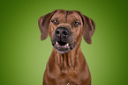 Rhodesian Ridgeback