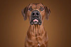 Rhodesian Ridgeback