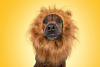 Rhodesian Ridgeback