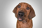Rhodesian Ridgeback