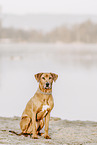 female Rhodesian Ridgeback