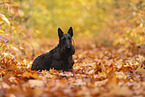 Scottish Terrier