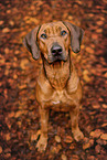 Rhodesian Ridgeback