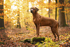 Rhodesian Ridgeback