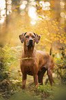 Rhodesian Ridgeback