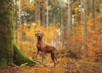 Rhodesian Ridgeback