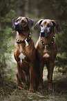 Rhodesian Ridgeback