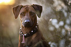 Rhodesian Ridgeback