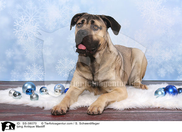 lying Antique Mastiff / SS-38070