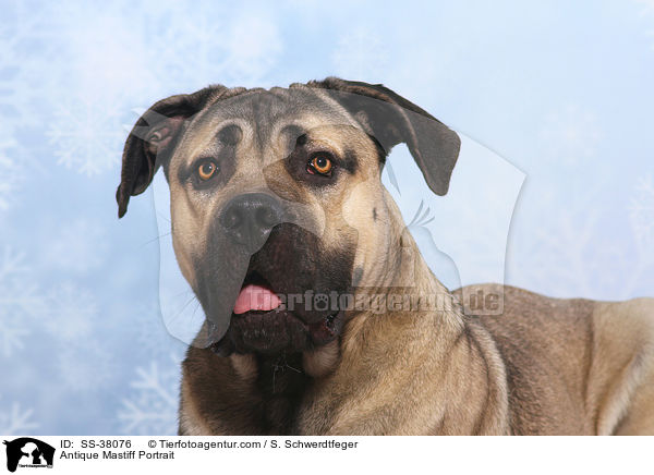 Antique Mastiff Portrait / SS-38076