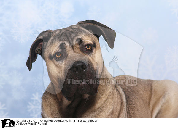 Antique Mastiff Portrait / SS-38077