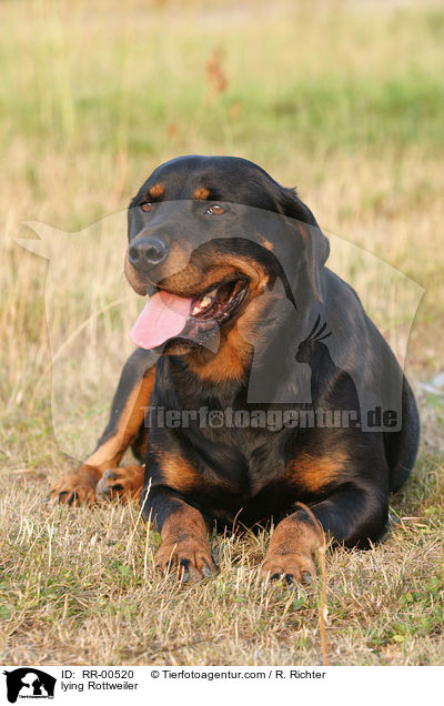 liegender / lying Rottweiler / RR-00520