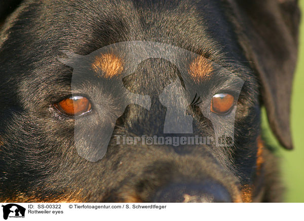 Rottweiler eyes / SS-00322