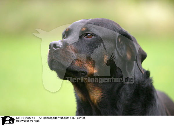 Rottweiler Portrait / Rottweiler Portrait / RR-00771