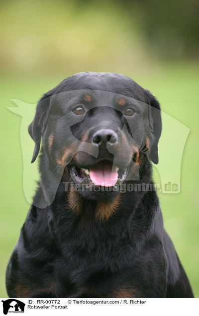 Rottweiler Portrait / Rottweiler Portrait / RR-00772