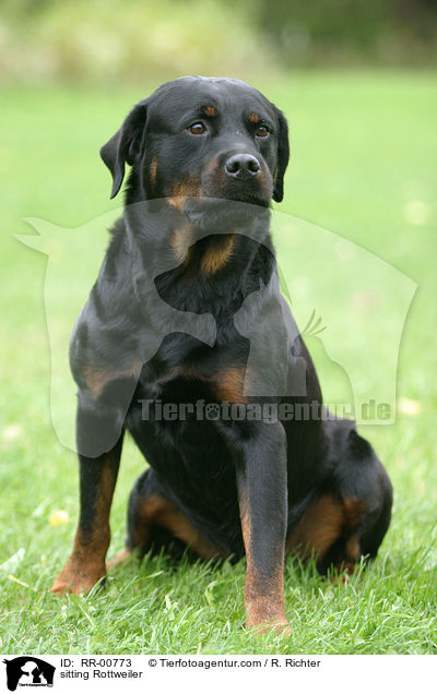 sitzender Rottweiler / sitting Rottweiler / RR-00773